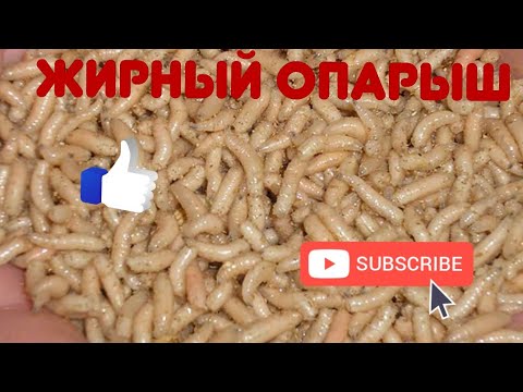 Видео: Разведение ОПАРЫША без запаха.