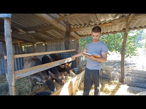 Видео: Бички Brown Swiss на відгодівлі бють рекорди по приростах😯 Раціон бичків. Живина для ВРХ