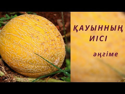 Видео: ҚАУЫННЫҢ ИІСІ / Тынымбай Нұрмағамбетов #әңгіме #әңгімелер 