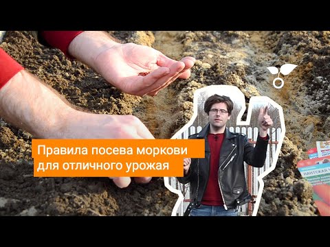 Видео: Правила посева моркови для отличного урожая