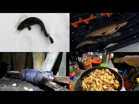 Видео: Продолжение рыбалки на озере " Z ".В гостях у норки.