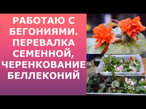 Видео: Бегония из семян, перевалка. Беллеконии, черенкование.