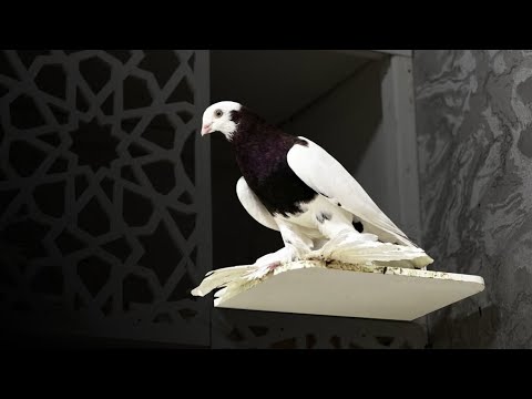 Видео: 6 Aprel Чорсу каптар бозори