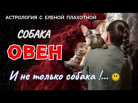 Видео: Собака Овен♈ (И не только собака!...😃)|