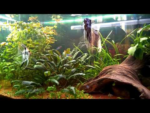 Видео: Как я справилась с черной бородой в аквариуме 120 литров