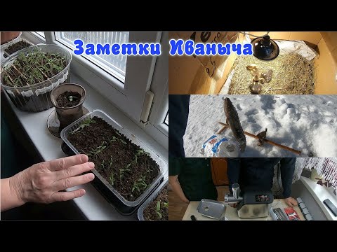 Видео: Жизнь в селе: мясорубка, ловим налима, пополнение, всход семян