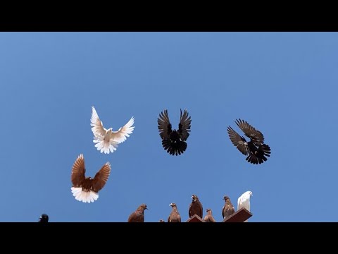 Видео: Николаевские голуби. Проверка на прочность. 6 июля 2025 г.