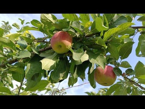 Видео: Алма өсіру. Алма түйнегі неге түседі?! Жапырақ неге сарғаяды?!#алма #бақша #тыңайтқыш