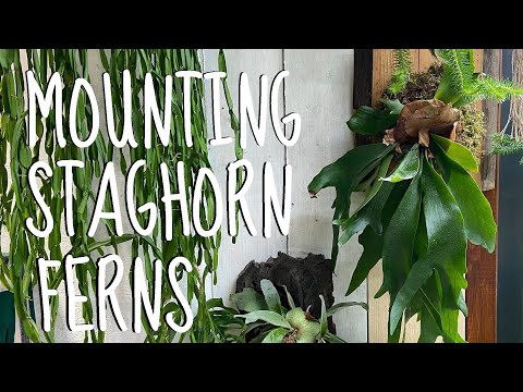 Видео: Как посадить папоротник «Олений рог» — руководство/инструкция