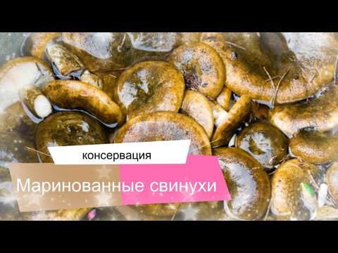 Видео: Самый вкусный рецепт маринования свинухов. Придется немного повозиться.