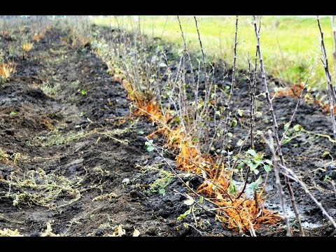 Видео: Маточник клоновых подвоев яблони