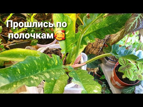 Видео: Прошлись по полочкам 🌿 микрозелень 🌿 бегонии 🌿 влог, цветочные будни 20.06 2022