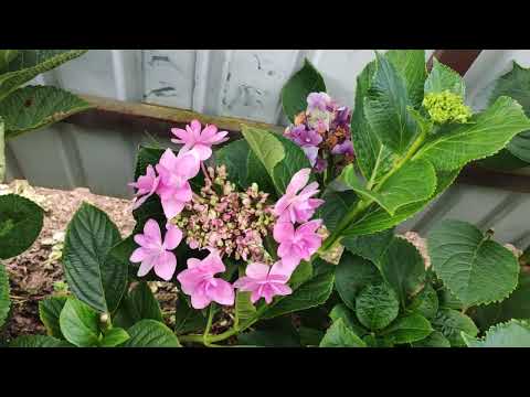 Видео: Болезни и вредители гортензий!