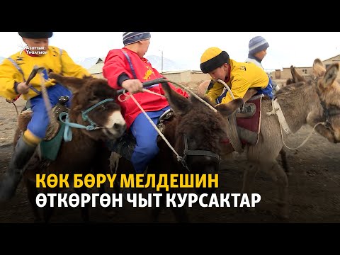 Видео: Көк бөрү мелдешин өткөргөн чыт курсактар