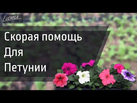 Видео: СПАСАЕМ ПЕТУНИЮ ОТ ПОСЛЕДСТВИЙ ПЕРЕЛИВА