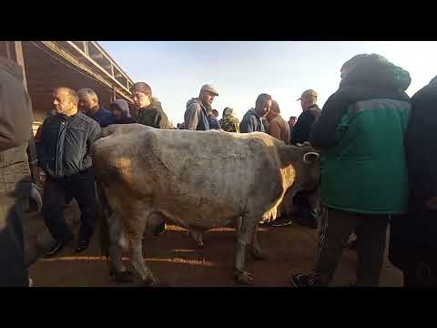 Видео: молбозори Ҳоҷи Шариф . навори тоза аҳмад фермер 7.11.2025