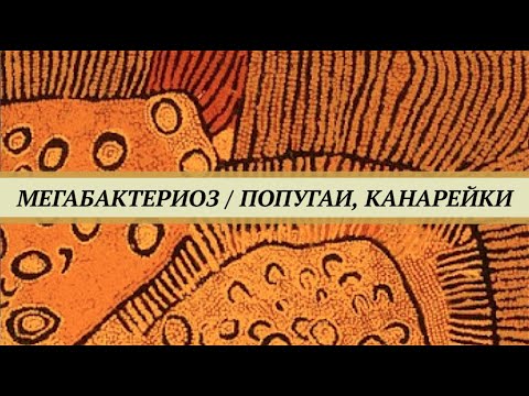 Видео: Мегабактериоз (макрохабдоз) волнистых попугаев и канареек. Признаки и лечение птиц от мегабактериоза