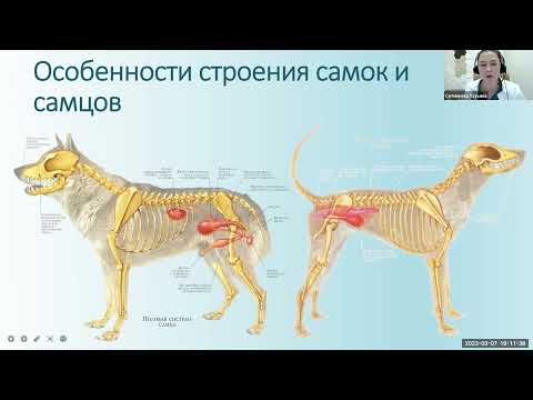 Видео: Хирургические методы лечения мочекаменной болезни  ИВЦ Ситникова Т Д