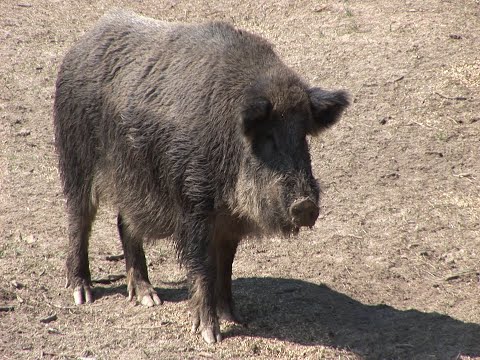 Видео: Охота на кабана. Отлов кабанов живоловушками (Trapping hog with a live trap).