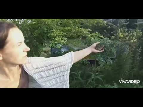 Видео: Как вырастить гинкго билоба из семян