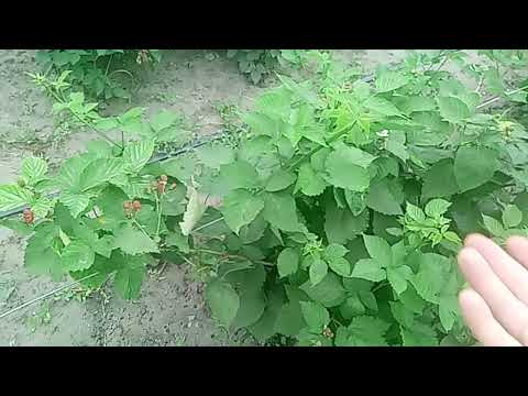 Видео: Как сформировать ежевику кустом, без шпалеры,в форме “шара”