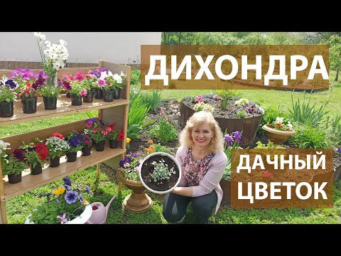 Видео: Очень необычное растение для сада  Как сажать дихондру