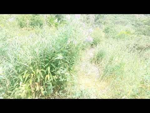 Видео: шикори нав мода