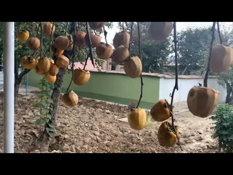 Видео: ЭНДИ КУНГЛИМ ХОТИРЖАМ ,ЕРЛАГА МЕХР БЕРДИК 😊🐝👍🏻🌺🌿💦🌧️