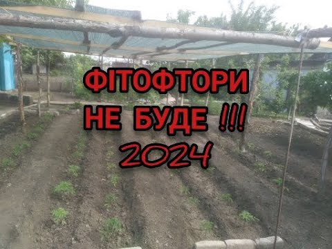 Видео: ФІТОФТОРИ НА ТОМАТАХ НЕ БУДЕ НІКОЛИ ПРИ ТАКІЙ СХЕМІ ОБРОБОК  !!?