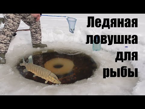 Видео: Зимняя рыбалка на озере. Замор. Ледяная ловушка. "Вот это ЩуХа!"