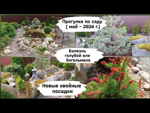 Видео: Прогулка по саду - 26 мая 2024 г.