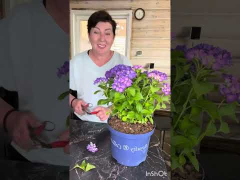 Видео: Подробно и наглядно о черенковании крупнолистной гортензии. Таблетензия.