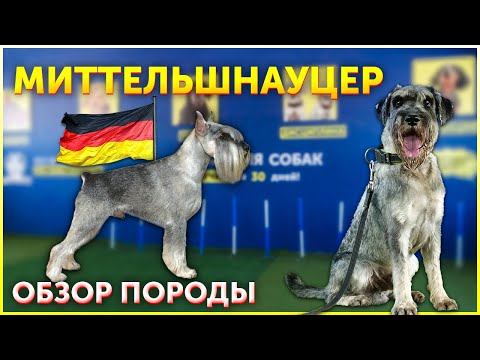 Видео: Порода собак Миттельшнауцер | Обзор | Кому подойдет такая собака | Школа для собак DRED