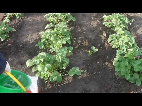 Видео: КАК  И КОГДА БОРОТЬСЯ С ДОЛГОНОСИКОМ НА КЛУБНИКЕ (ЗЕМЛЯНИКЕ), ЧЕМ ОБРАБОТАТЬ КЛУБНИКУ ВЕСНОЙ