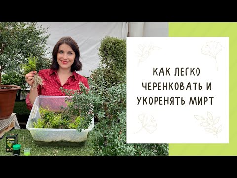 Видео: КАК РАЗМНОЖАТЬ ЧЕРЕНКАМИ МИРТ И КАК ЭТИ ЧЕРЕНКИ ПОТОМ ПРАВИЛЬНО УКОРЕНЯТЬ!