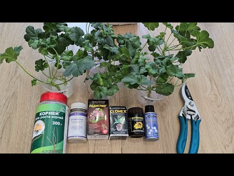 Видео: ВЫКИНУЛА ДОРОГИЕ укоренители, теперь укореняю ГЕРАНЬ бюджетно, тестируем 6 укоренителей, результаты