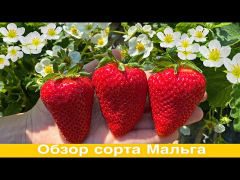 Видео: Обзор сорта Мальга.Супер сорт клубники