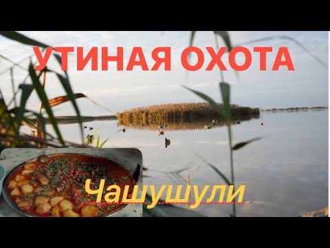 Видео: УТИНАЯ ОХОТА чашушули на охоте