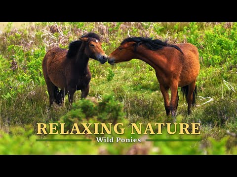 Видео: Расслабляющие звуки природы в 4K, дикие пони пасутся на вересковой пустоши, лесная атмосфера для сна