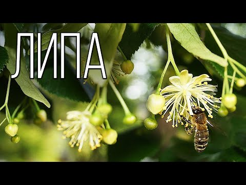 Видео: Липа: Символ Мягкости | Интересные факты про липу