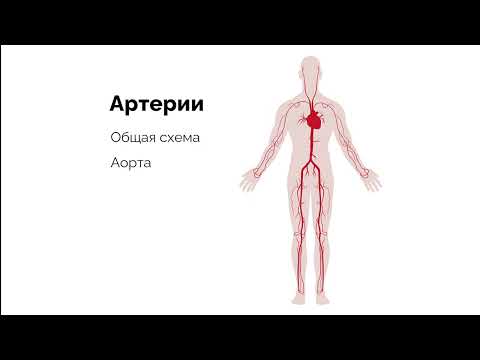 Видео: Артерии большого круга кровообращения. Общая схема крупных артерий.