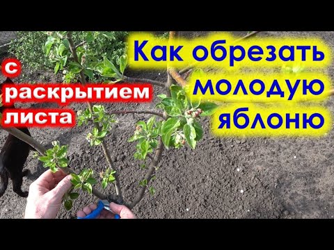 Видео: Как проводится ОБРЕЗКА МОЛОДОЙ ЯБЛОНИ с распусканием листьев