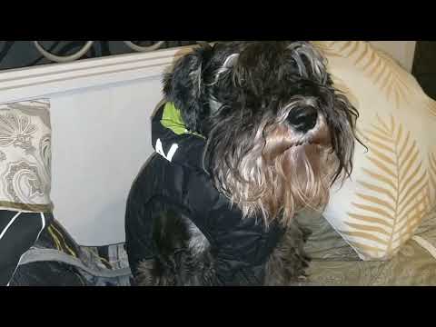 Видео: Цвергшнауцер.Одни приколы!