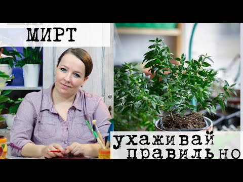 Видео: Мирт - уход в домашних условиях, полив, выбор грунта, подкормки, болезни и вредители, размножение