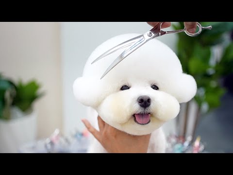 Видео: 30 миллионов просмотров в Instagram! Самая милая собака на свете 🐶💕