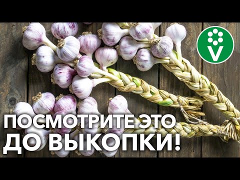 Видео: СДЕЛАЙТЕ ТАК И ЧЕСНОК СОХРАНИТСЯ ДОЛГО! Простые и эффективные рекомендации по выкопке чеснока