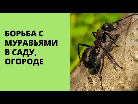 Видео: БОРЬБА С МУРАВЬЯМИ В САДУ И ОГОРОДЕ! МУРАВЬИ ! ! ! ВСЕ КО МНЕ !