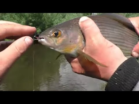 Видео: КЛАССНАЯ !!! Рыбалка 2023 на БЕЗЗАЩИТНОГО !!!  ХАРИУСА Заход 6 Иван Сухой исходник