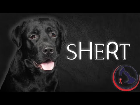 Видео: Лабрадор-ретривер