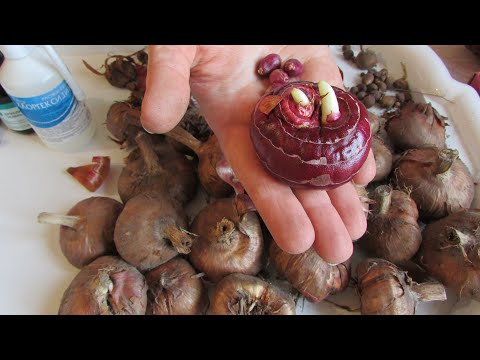 Видео: Гладиолусы: вопросы-ответы. Главное при яровизации клубне-луковиц